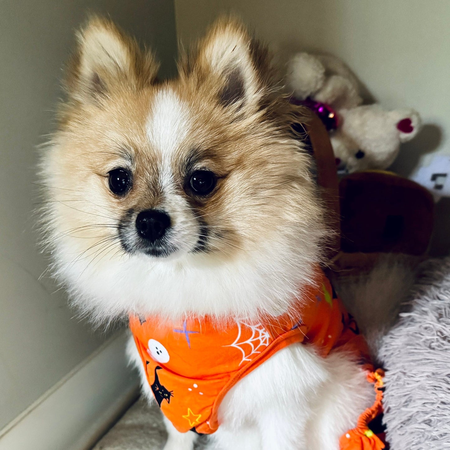 Halloween Pet Pajamas - large size